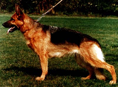 Xama von Batu | German Shepherd Dog 