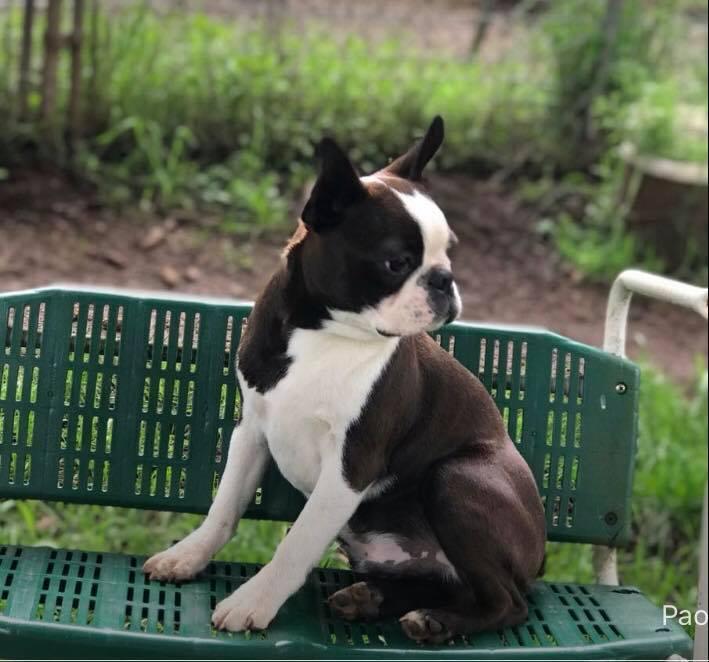 Discoandsadie'champ | Boston Terrier 