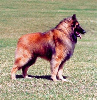 Roi-De-Perse De Condivicnum | Belgian Tervuren 