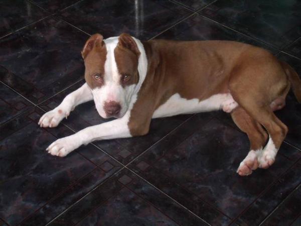 Draco NW | American Pit Bull Terrier 