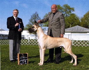 Our Dane's Chester | Great Dane 