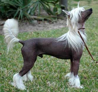 Legends Ready to Rumble | Chinese Crested 