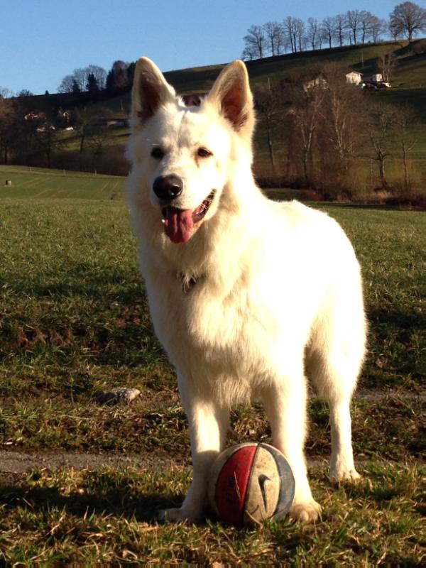 Onix of Beautyful whites | White Swiss Shepherd Dog 