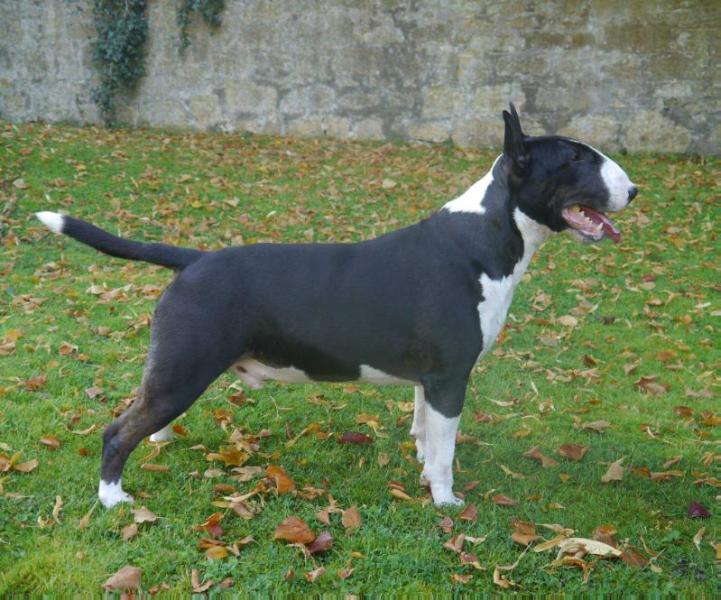 Irazistabull Star of Hades | Bull Terrier 