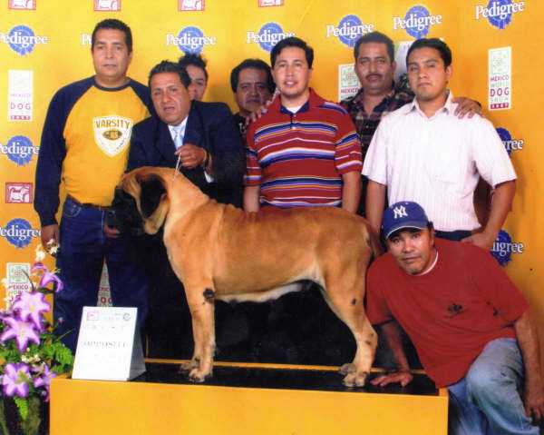 GALA (TAPIA) | Mastiff 