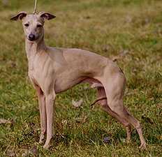 MOVADO RIC ROSSO | Italian Greyhound 