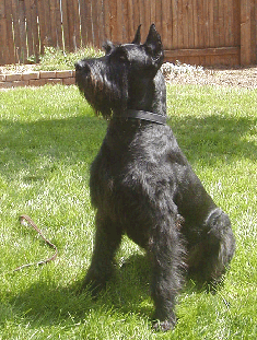 Kurt vom Eichenbaum | Giant Schnauzer 