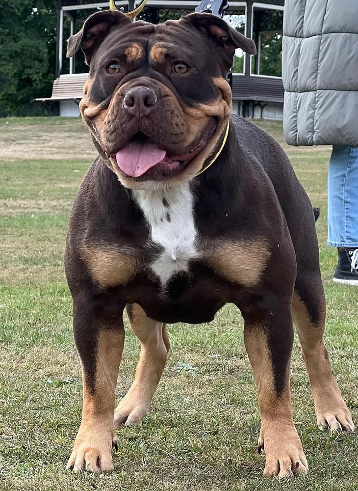 Bulletproof Honey @ Genetic Bullz | Olde English Bulldogge 