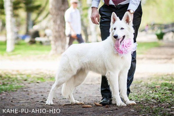 Kane- Pu- Ahio-Hio | White Swiss Shepherd Dog 