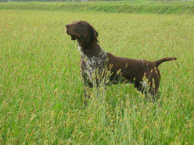 Erik | German Shorthaired Pointer 