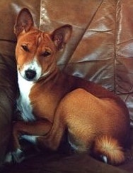 Bulldobas Bajja | Basenji 