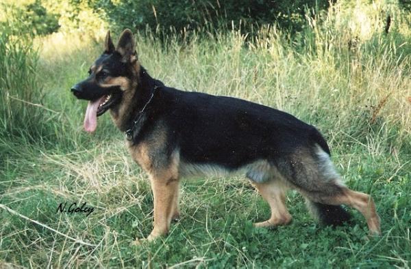 Fischer s Krasnyh Prudov | German Shepherd Dog 