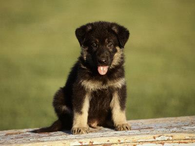 Dieter vom Hass Haus | German Shepherd Dog 