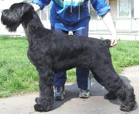 Nev Lemar Barbara | Giant Schnauzer 