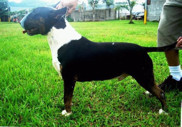 Aro Colossus | Bull Terrier 