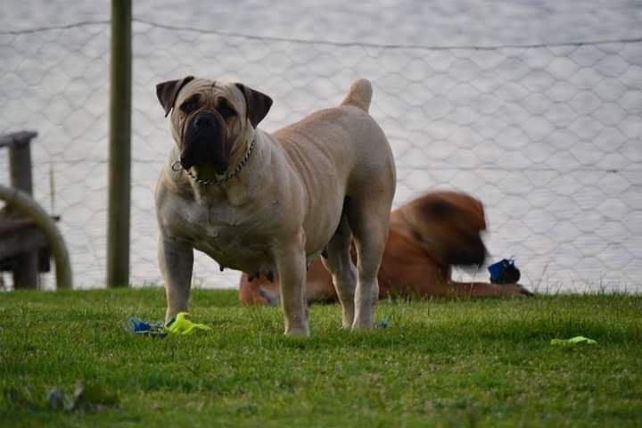 Middelpos Nandi | African Boerboel 