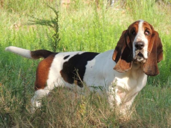 Janzen's Ernie Ford | Basset Hound 