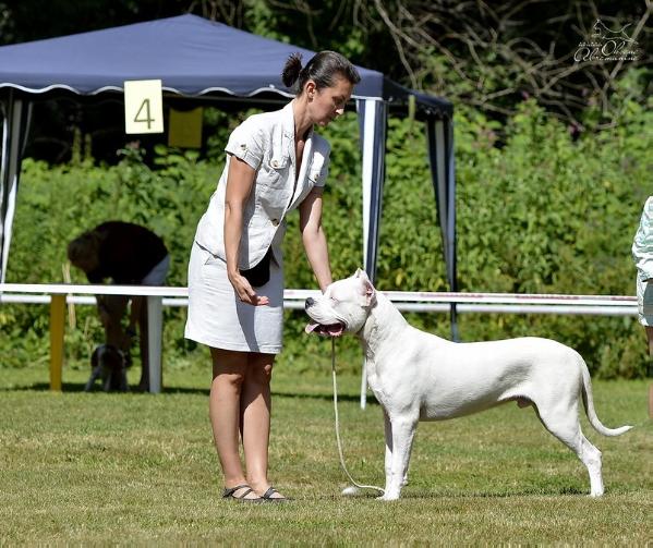 Acero Ugnies Zeme | Argentine Dogo 