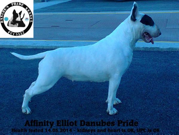 Affinity elliot danube'S pride | Bull Terrier 