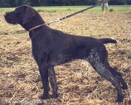 Tina di Costa Rubea | German Wirehaired Pointer 