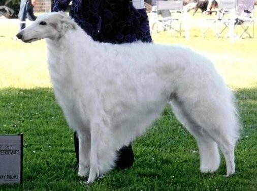 Borscana Thor Thunder | Borzoi 