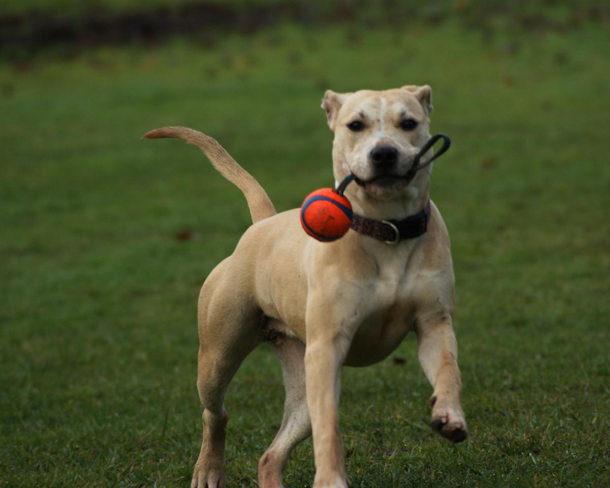S'zina | American Staffordshire Terrier 