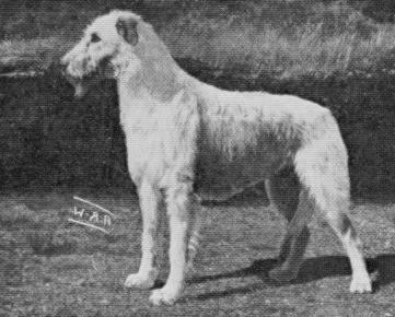 Bridget of Ballygran | Irish Wolfhound 