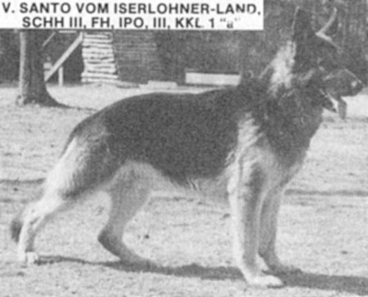 Santo vom Iserlohner Land | German Shepherd Dog 