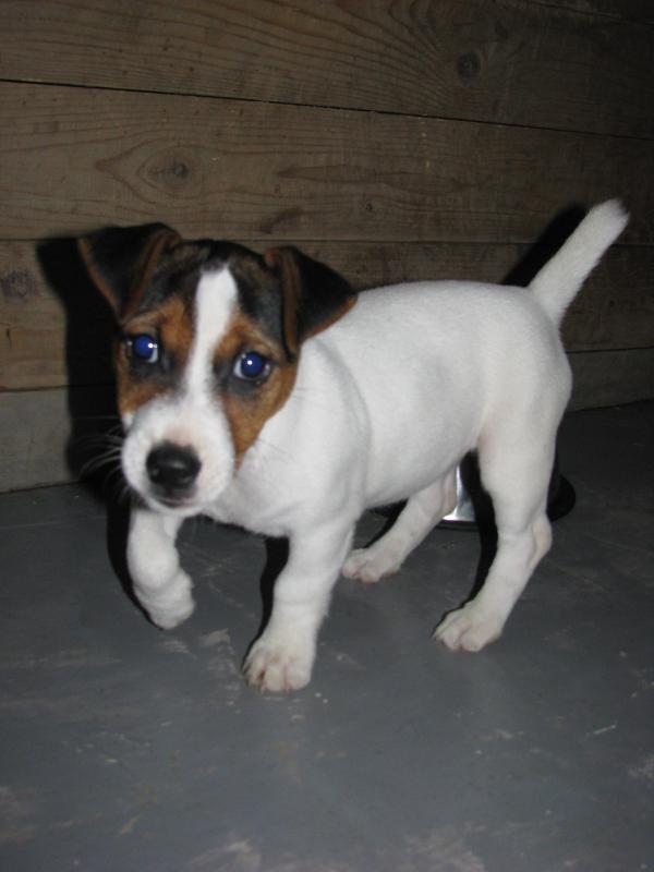 Semy Jackyland | Jack Russell Terrier 