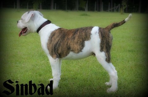 South'n Terr Sinbad | American Bulldog 