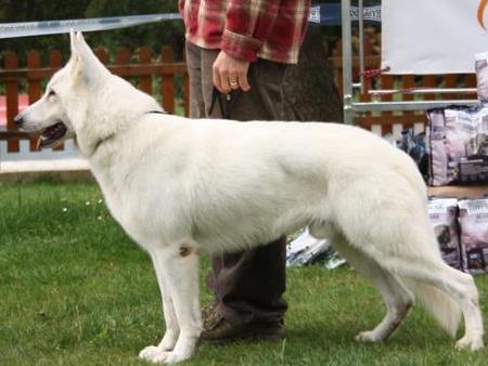 Zack Akbo Parchovany | White Swiss Shepherd Dog 