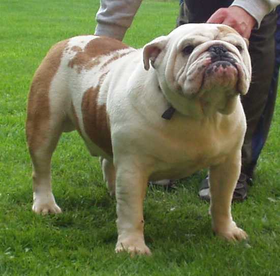 Liatris Bulls 'Nestor' | Olde English Bulldogge 