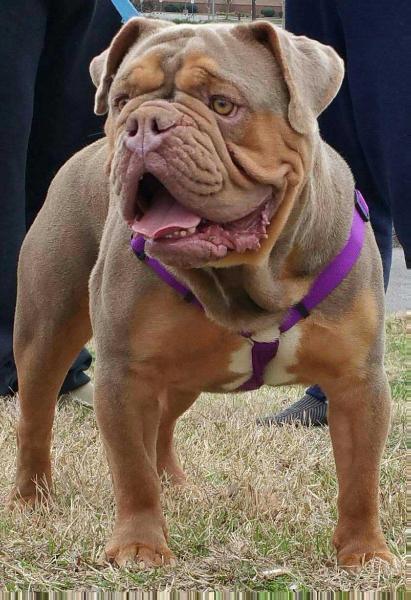 Blue Magic's Malachi of BKK | Olde English Bulldogge 