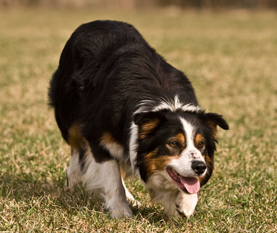 Bwlch Hemp ISDS 257673 | Border Collie 