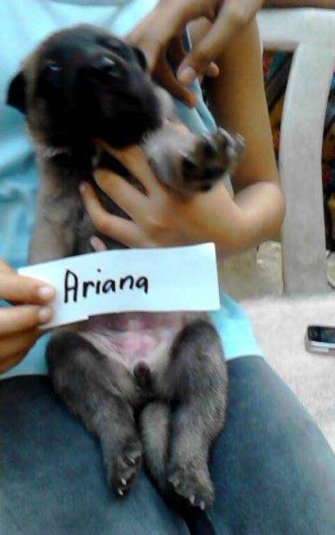Ariana of Alcyru Malinois | Belgian Malinois 