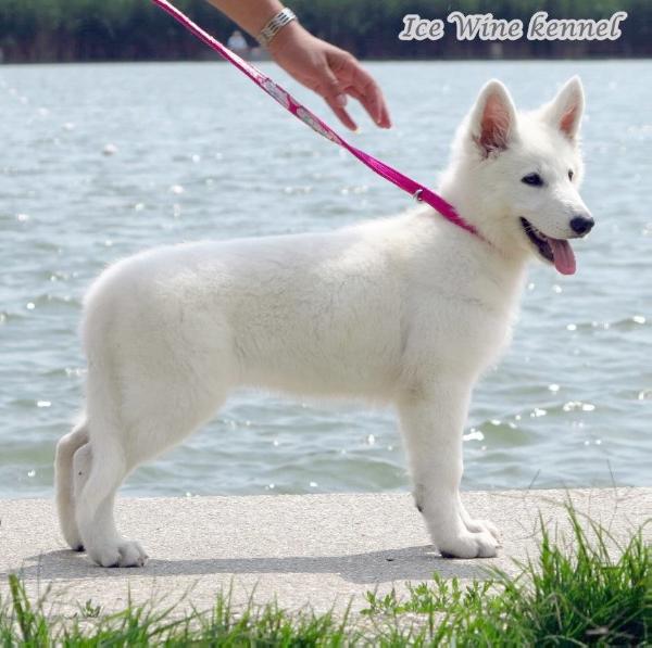 Jenever Jam of Trebons Berger Blanc | White Swiss Shepherd Dog 