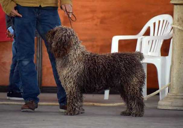 Caramelo de la Ribera del Alguacil | Spanish Water Dog 