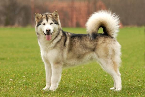 SHE IS HELL'S ANGEL SHAMANROCK | Alaskan Malamute 