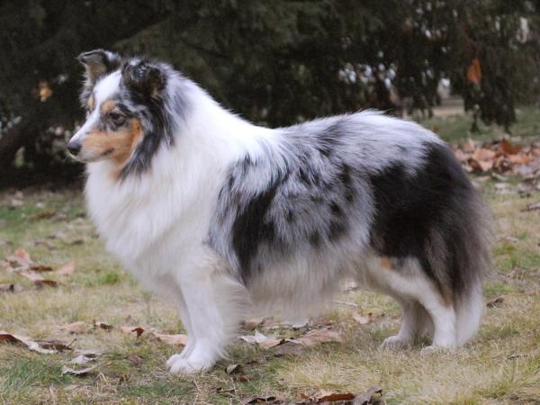 Silver Dream Morning Light | Shetland Sheepdog 