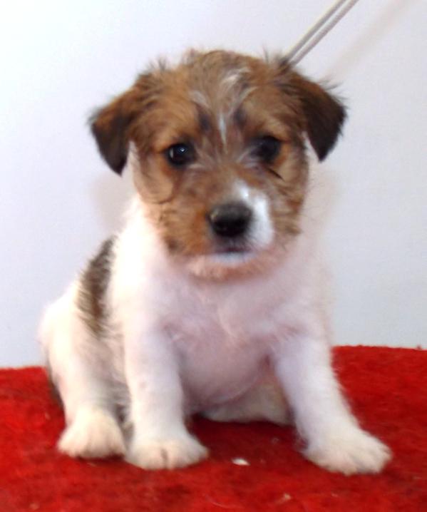 Google Maps Royal Girl | Jack Russell Terrier 