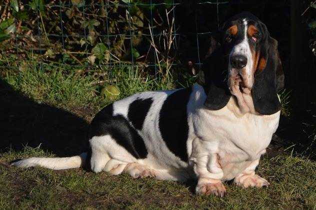 NewDown Bassets Stefania La Selva | Basset Hound 