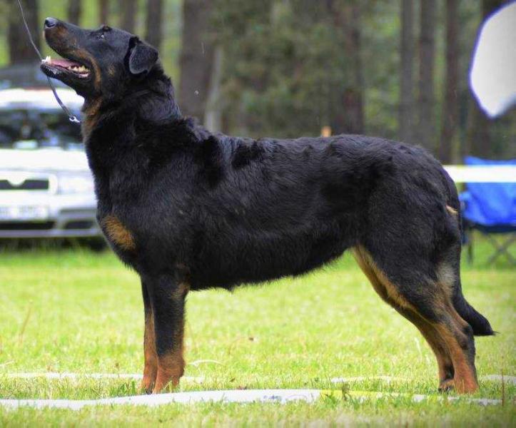 Ciara le Coeur Pur | Beauceron 