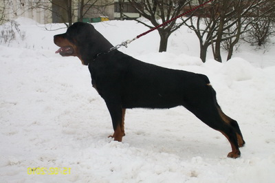 Kimberli | Rottweiler 