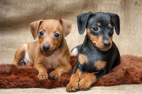Miniature Pinscher