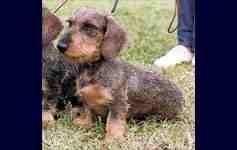 jessica del lago prile | Dachshund 