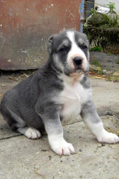 ZANSULU RANIJA IZ BRANELE | Central Asian Shepherd Dog 