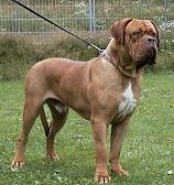 Yrkutz De L'Aube Rouge | Dogue de Bordeaux 