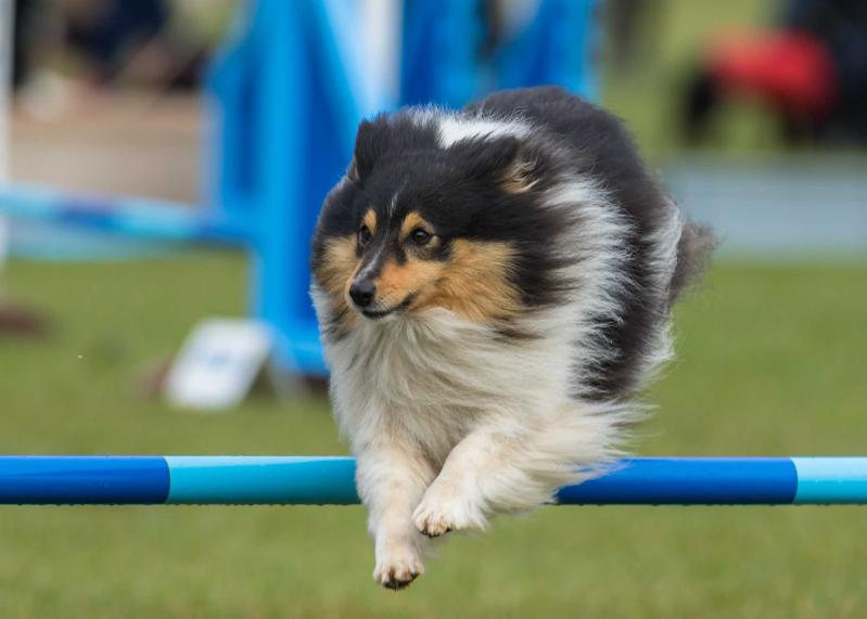 Saunderswood Painted Lady | Shetland Sheepdog 