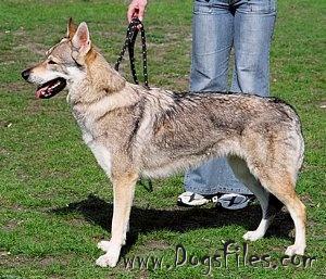 JASMINA eden severu | Czechoslovakian Wolfdog 