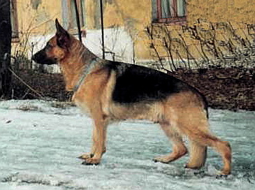 Wilma vom Michelstädter Rathaus | German Shepherd Dog 